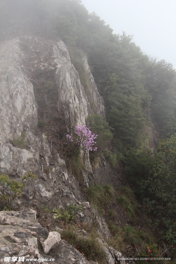 山间的紫色花