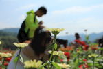 绿植小黄花