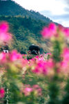 花丛中的摄影师