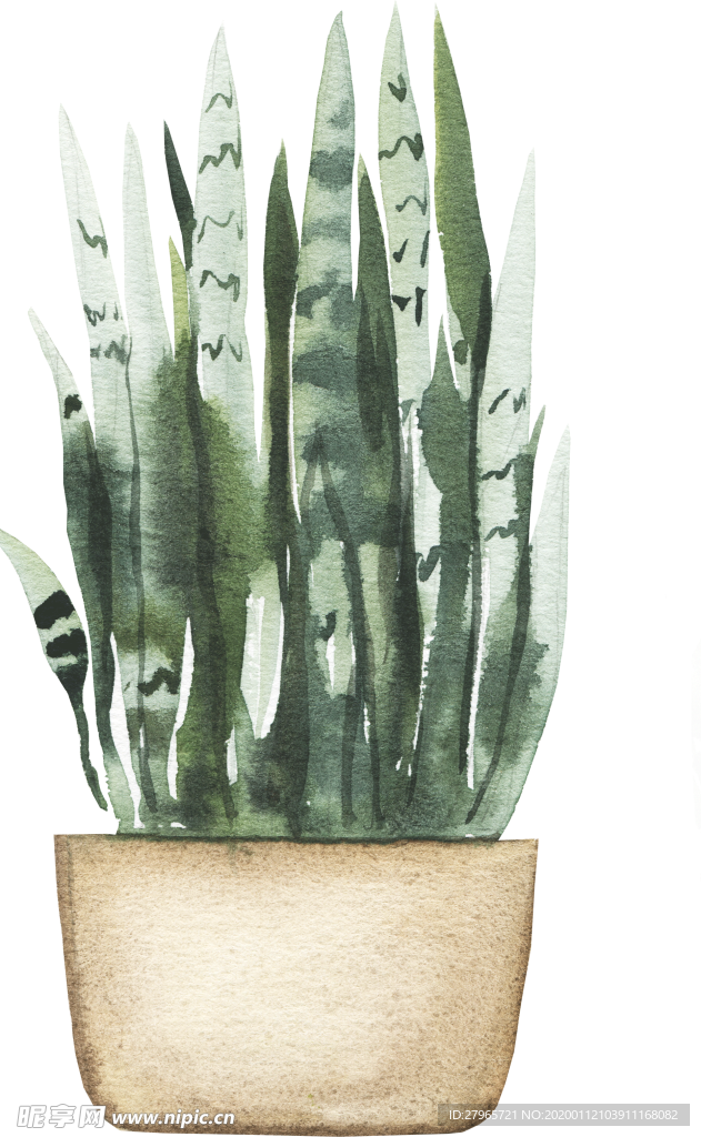 手绘盆栽植物
