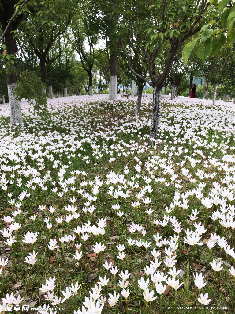 水仙花 花朵 花园