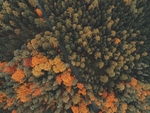 森林背景