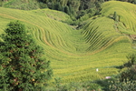 龙脊梯田
