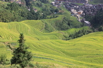 龙脊梯田