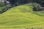 龙脊梯田