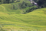龙脊梯田