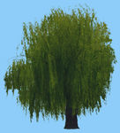 景观树