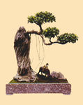 盆景