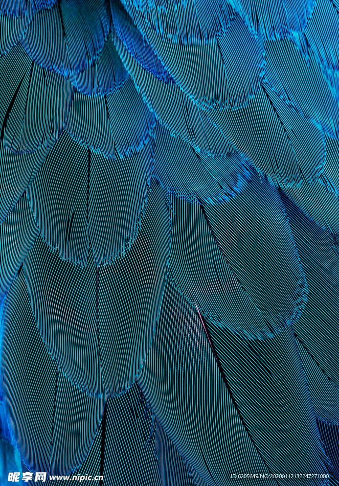 动物蓝色荧光色羽毛特写背景