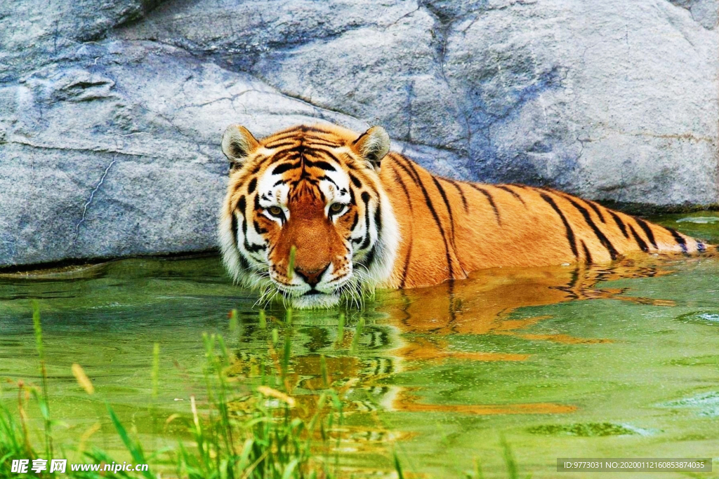 虎
