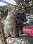 猫狗