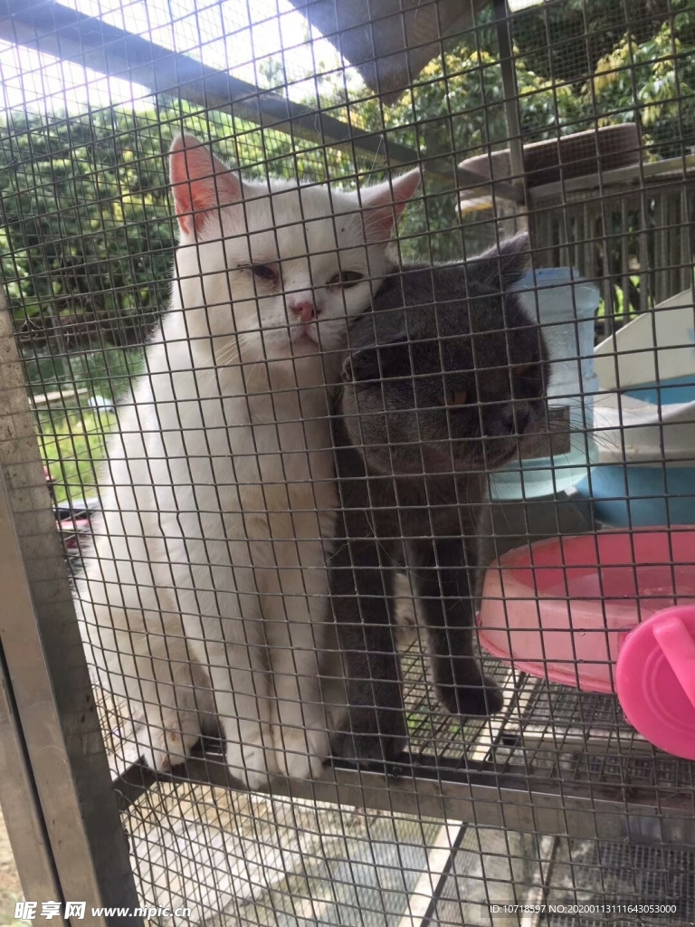 猫狗