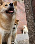 狗狗