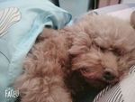 狗狗