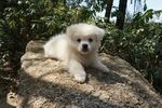 狗狗