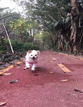 狗狗