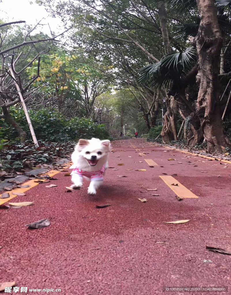 狗狗