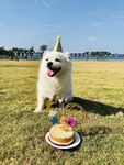 狗狗