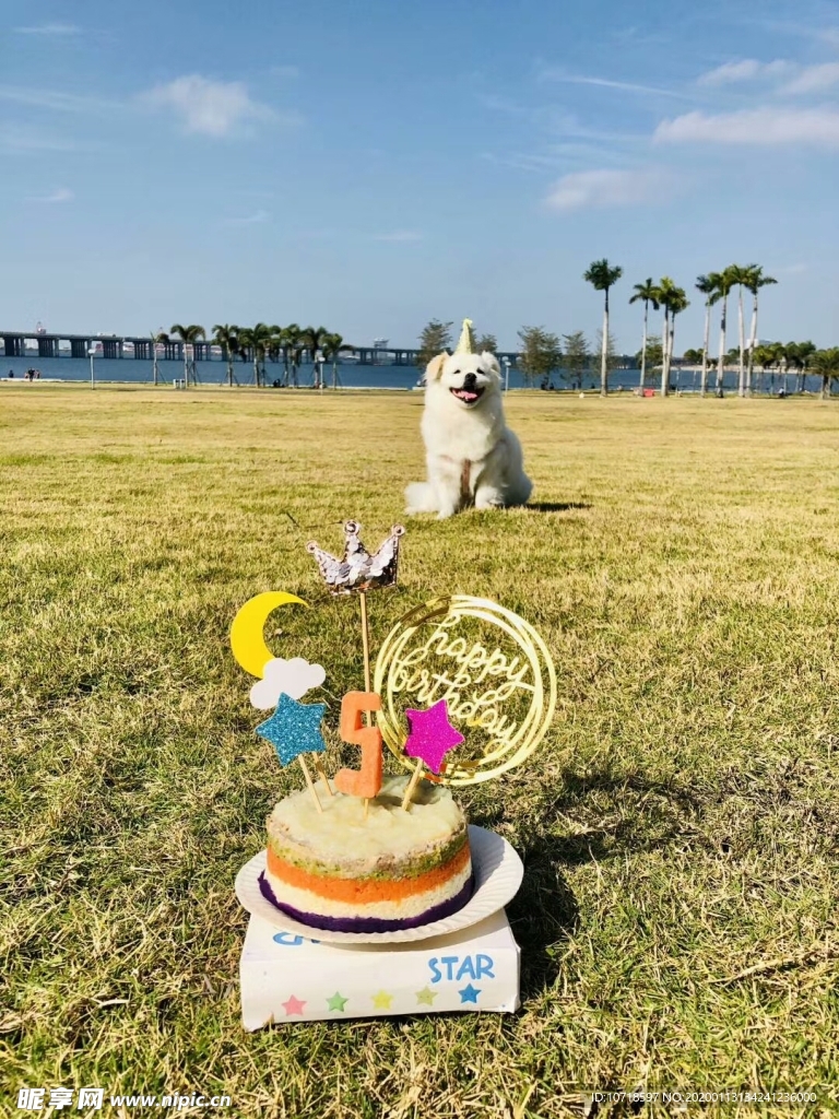 狗狗