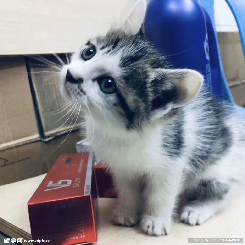 猫咪