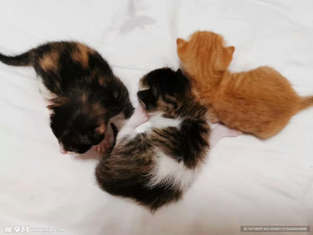 猫咪