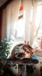 猫咪