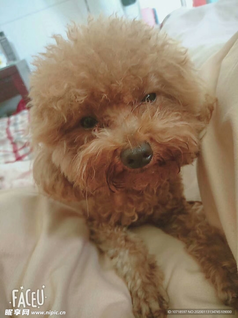 狗狗