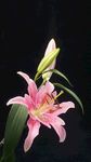 鲜花 花束