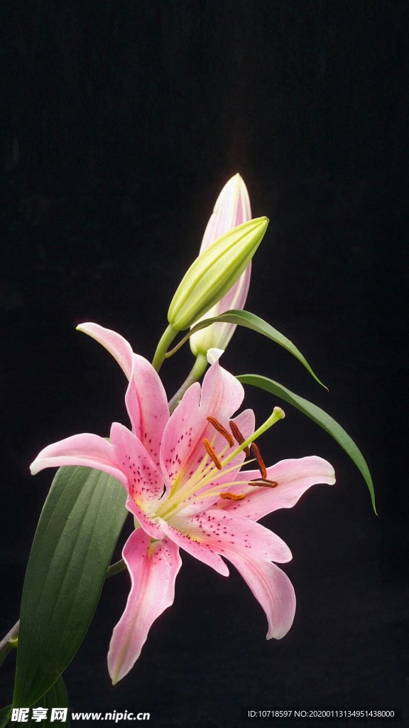 鲜花 花束