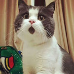 猫咪