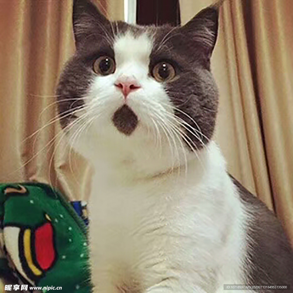 猫咪