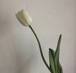 花朵花草