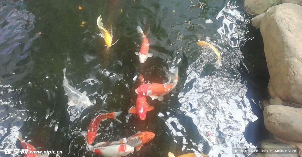金鱼