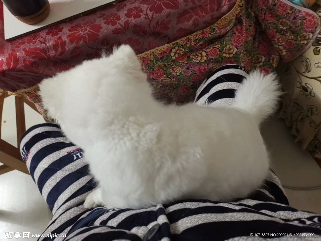 狗狗