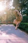 猫咪