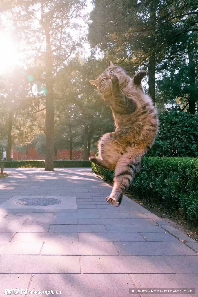 猫咪