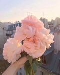鲜花 花朵