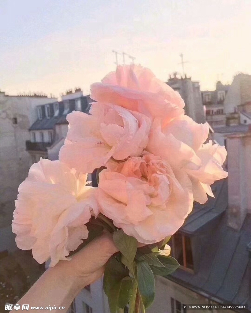 鲜花 花朵