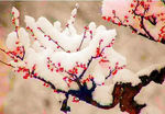 雪花