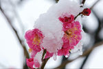 雪花