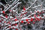 雪花