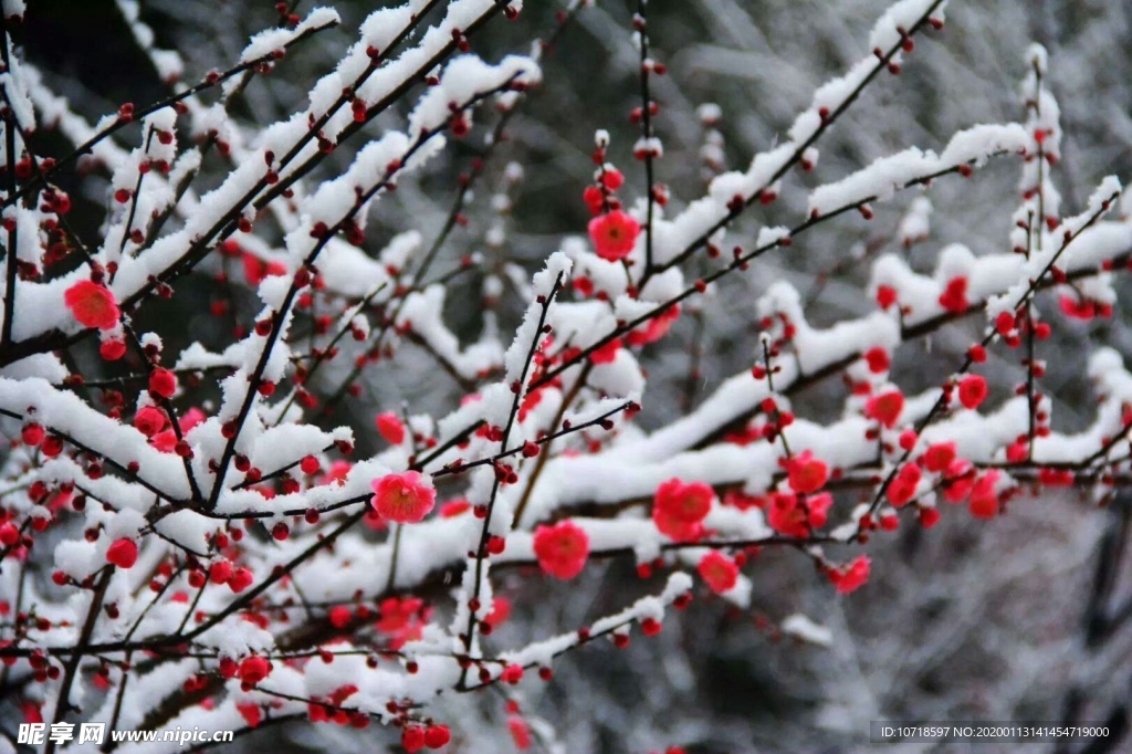 雪花