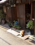 狗狗