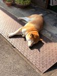 狗狗