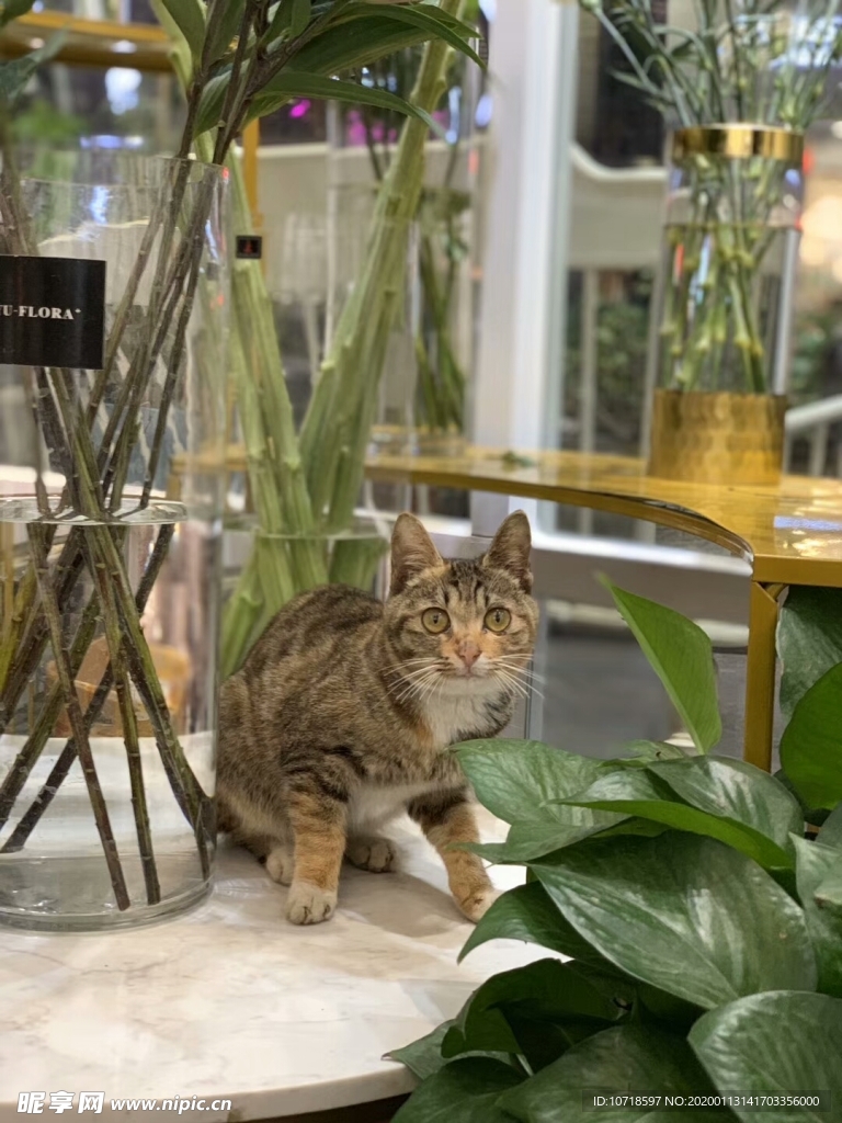 猫咪