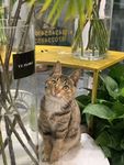 猫咪