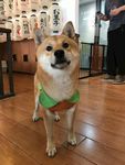 狗狗