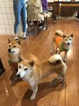 狗狗