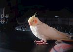 鹦鹉