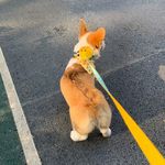 狗狗